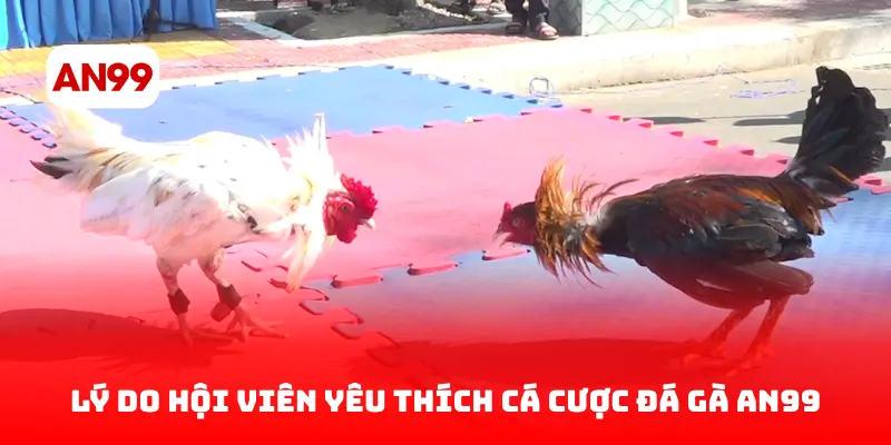 Lý Do Người Chơi Yêu Thích Cá Cược Đá Gà AN99